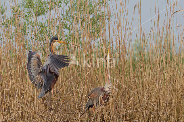 Purple Heron (Ardea purpurea)