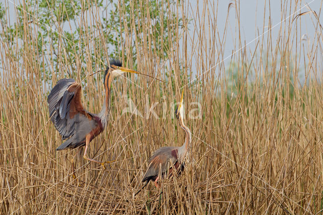 Purple Heron (Ardea purpurea)