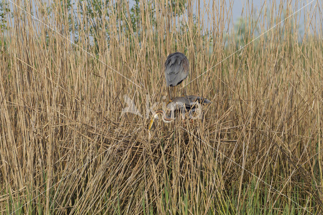 Purple Heron (Ardea purpurea)