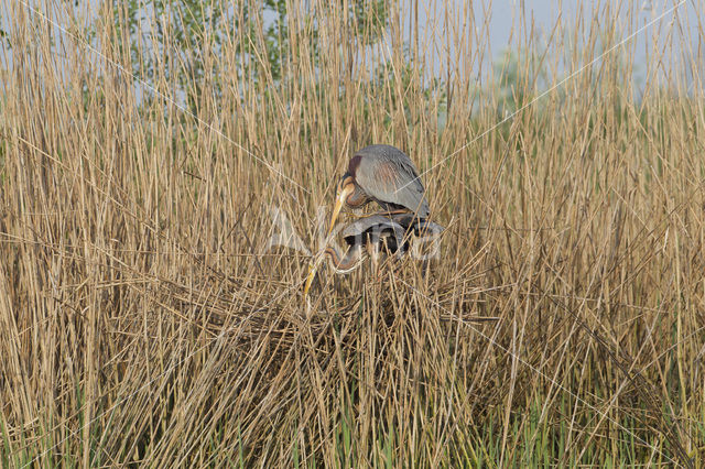 Purple Heron (Ardea purpurea)
