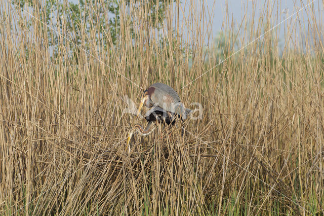 Purple Heron (Ardea purpurea)