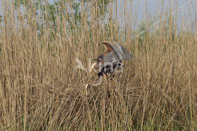 Purperreiger (Ardea purpurea)