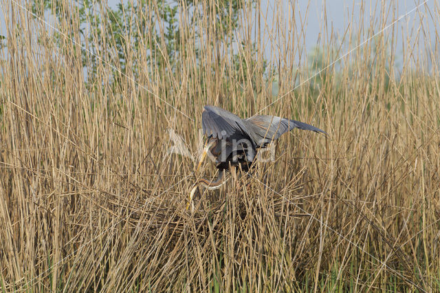 Purperreiger (Ardea purpurea)