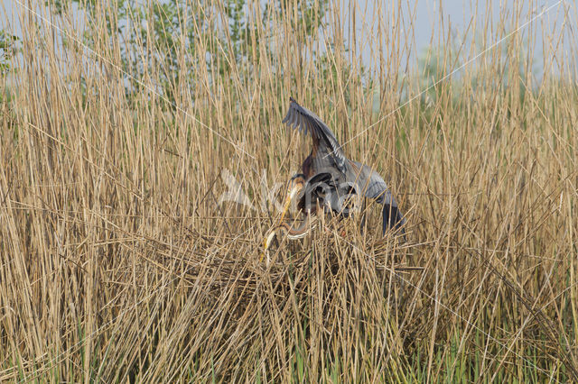 Purperreiger (Ardea purpurea)