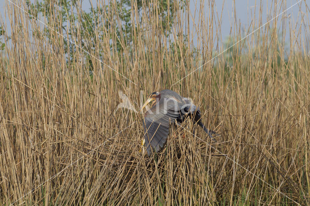 Purple Heron (Ardea purpurea)
