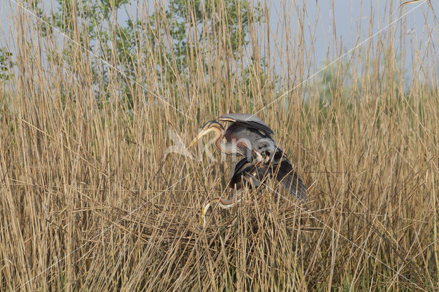 Purperreiger (Ardea purpurea)