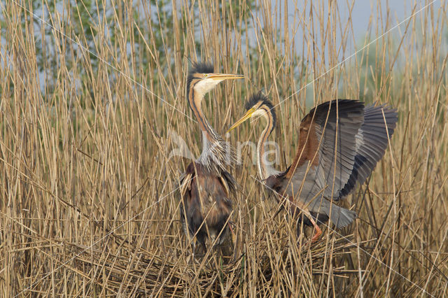 Purperreiger (Ardea purpurea)