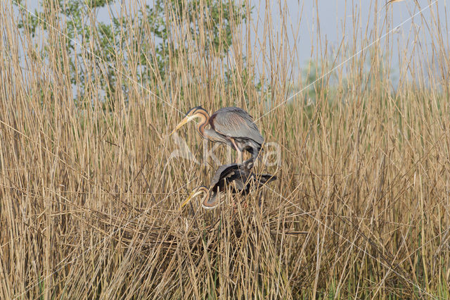 Purperreiger (Ardea purpurea)