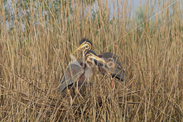 Purperreiger (Ardea purpurea)