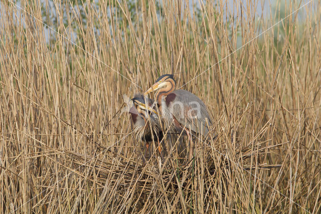 Purple Heron (Ardea purpurea)