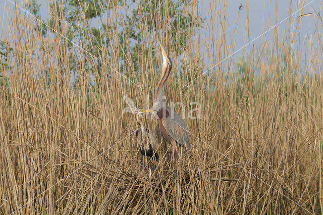 Purple Heron (Ardea purpurea)