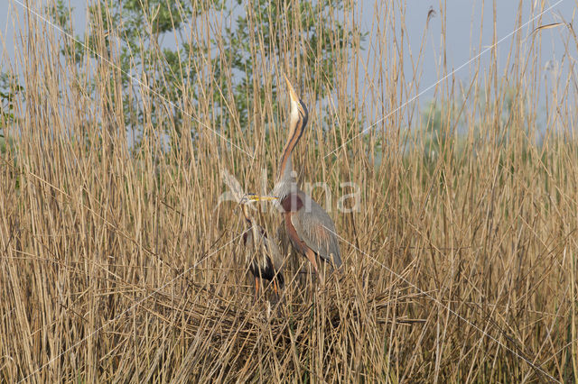 Purperreiger (Ardea purpurea)