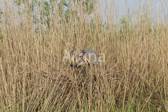 Purple Heron (Ardea purpurea)