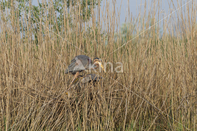 Purperreiger (Ardea purpurea)