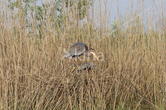 Purple Heron (Ardea purpurea)