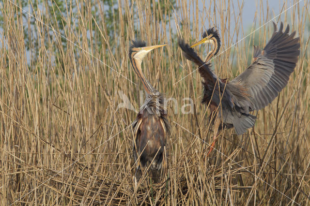 Purperreiger (Ardea purpurea)