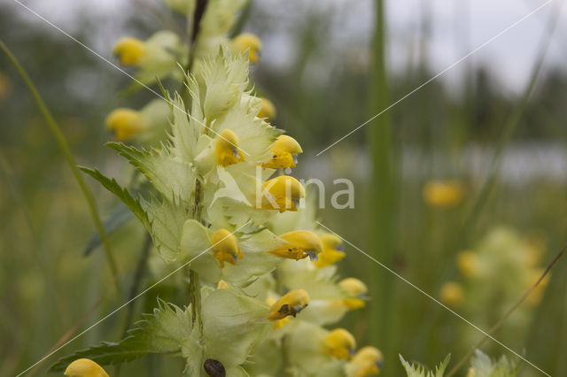 Yellow-rattle (Rhinanthus spec.)