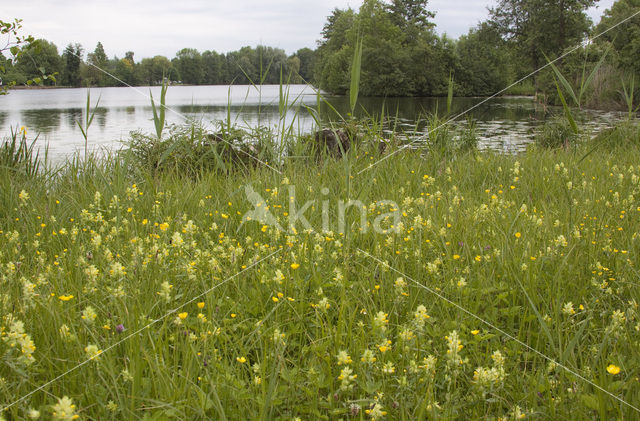 Ratelaar (Rhinanthus spec.)