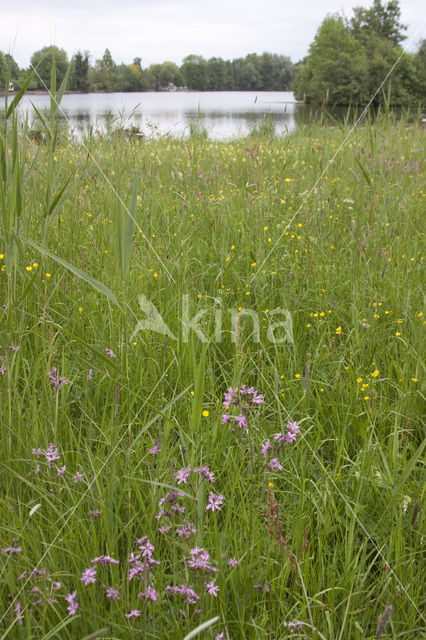 Yellow-rattle (Rhinanthus spec.)