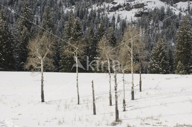 Ratelpopulier (Populus tremula)