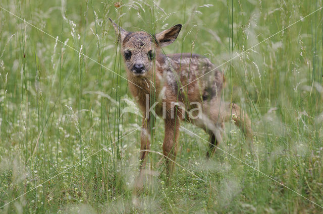 Roe Deer (Capreolus capreolus)