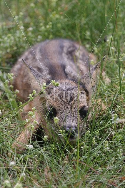 Roe Deer (Capreolus capreolus)