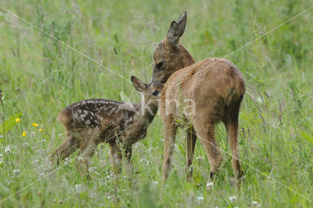 Roe Deer (Capreolus capreolus)