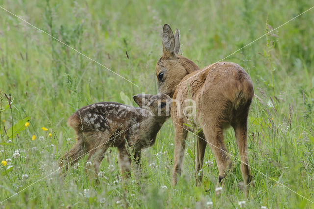 Roe Deer (Capreolus capreolus)