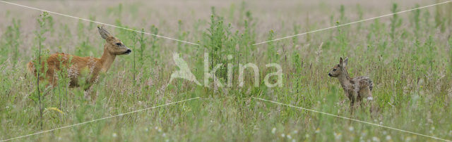 Roe Deer (Capreolus capreolus)