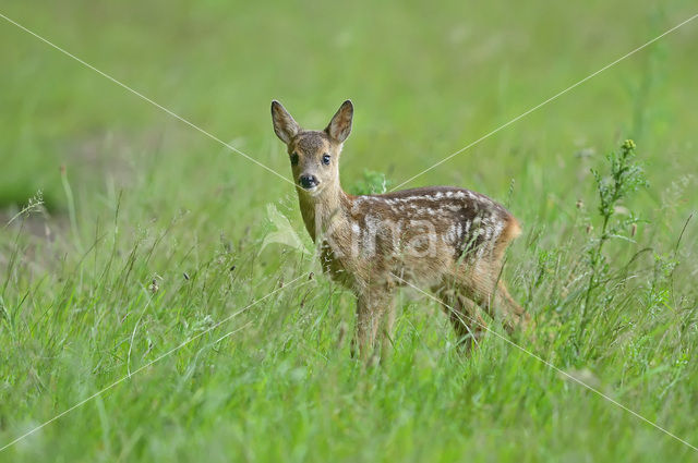 Roe Deer (Capreolus capreolus)