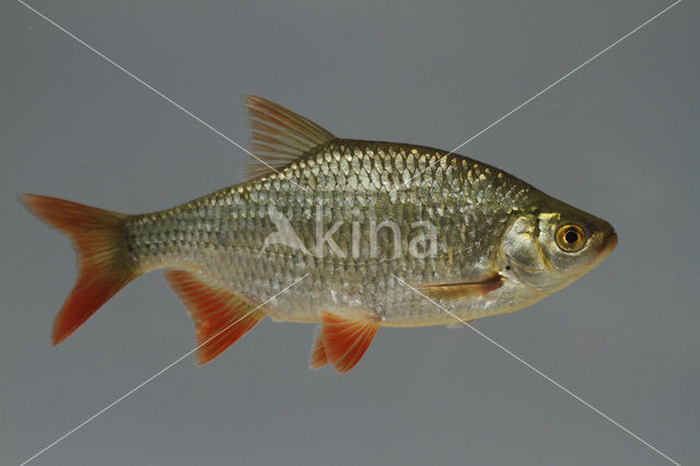 Common rudd (Scardinius erythrophthalmus)