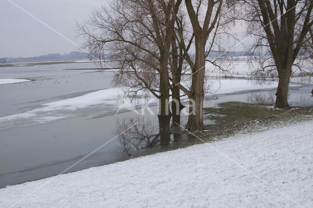 Rijswijkse waard