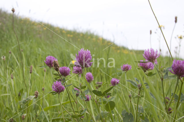 Rode klaver (Trifolium pratense)