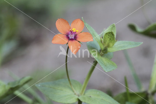 Rood guichelheil (Anagallis arvensis subsp. arvensis)