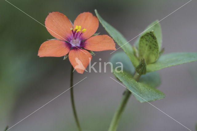 Rood guichelheil (Anagallis arvensis subsp. arvensis)