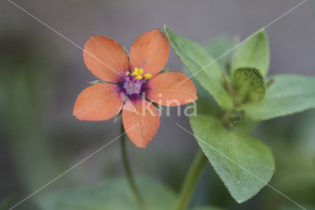 Rood guichelheil (Anagallis arvensis subsp. arvensis)