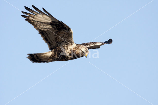 Ruigpootbuizerd (Buteo lagopus)