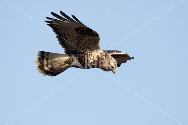 Ruigpootbuizerd (Buteo lagopus)