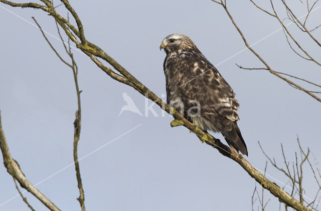 Ruigpootbuizerd (Buteo lagopus)