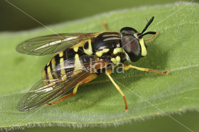 Saksische Fopwesp (Chrysotoxum verralli)