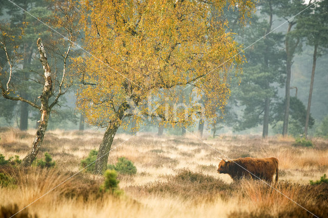 Highland Cow (Bos domesticus)