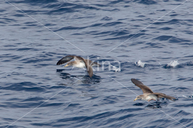 scopoli's shearwater (Calonectris diomedea diomedea)