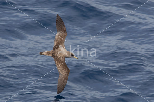 scopoli's shearwater (Calonectris diomedea diomedea)