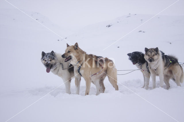 Siberische husky