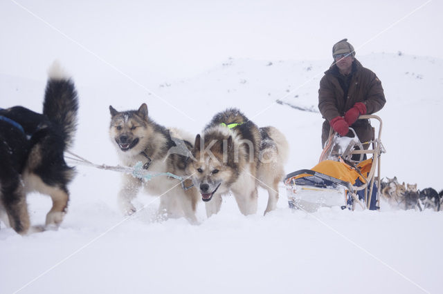 Siberische husky