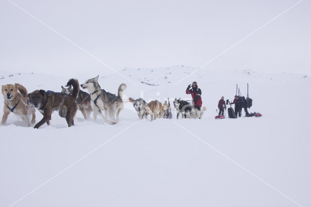 Siberische husky