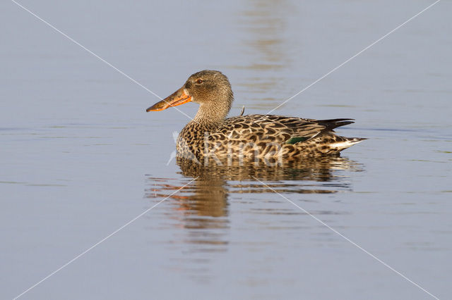 Slobeend (Anas clypeata)