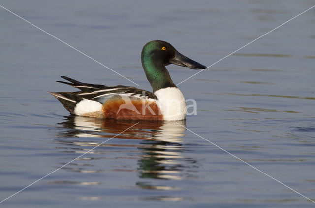 Slobeend (Anas clypeata)