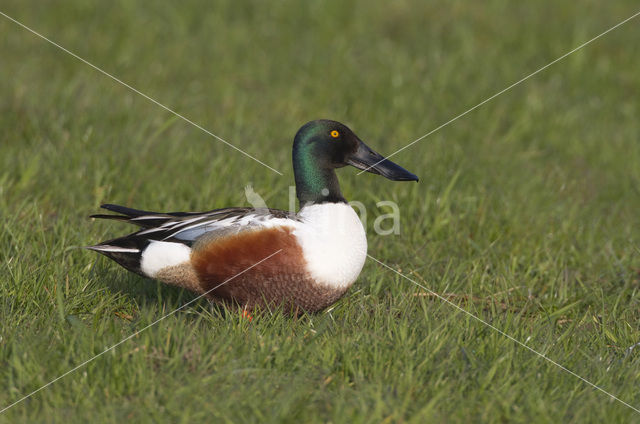 Northern Shoveler (Anas clypeata)