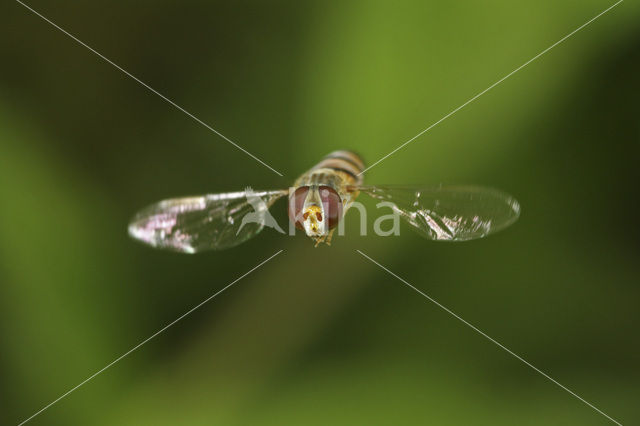 Marmelade Fly (Episyrphus balteatus)